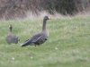 White-fronted Goose at Wat Tyler Country Park (Steve Arlow) (58673 bytes) White-fronted Goose at Wat Tyler Country Park (Steve Arlow) (58673 bytes)
